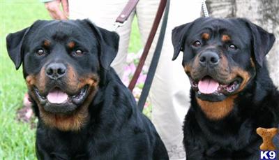 Rottweiler Puppies in FL